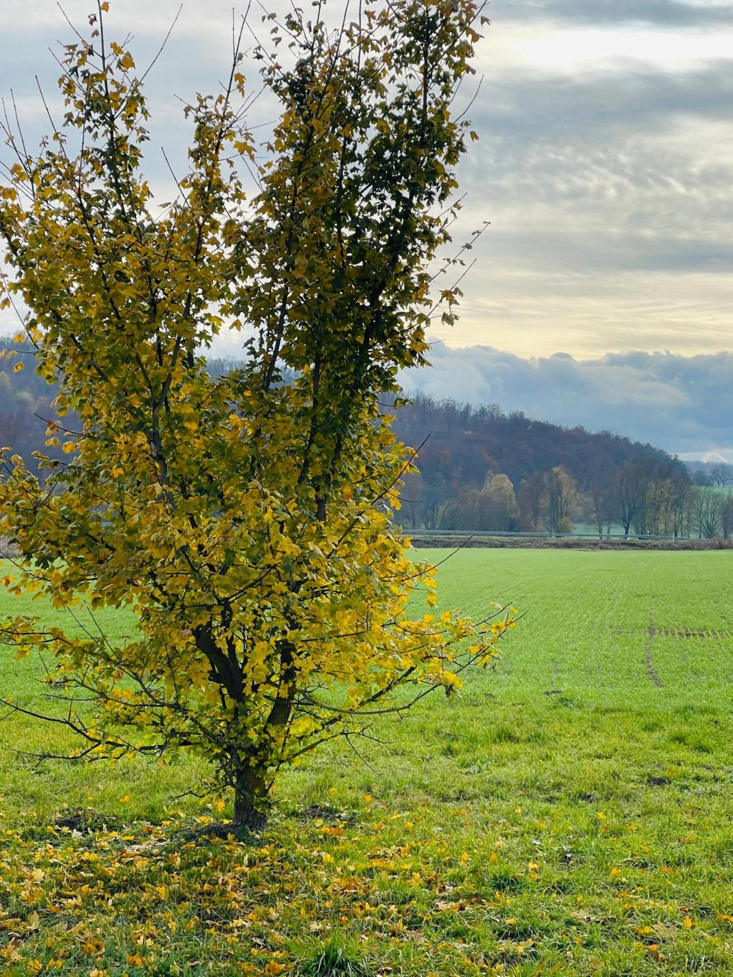 Fewo Uettingen Mitte Extérieur photo